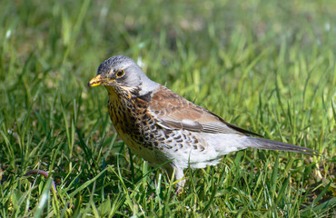 Fototapeta premium Bird fieldfare, Turdus pilaris, on the grass in the park