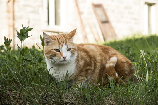 Katze liegt / sitzt draussen auf der Wiese / Rasen