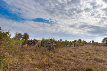 Herd of Zebras in the bush. Wildlife Safari in the Kruger National Park, major travel destination in South Africa.