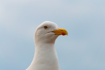 Gabbiano