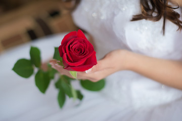 One red rose in the hands of the bride closeup