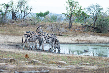 Fototapeta na wymiar Herd of Zebras drinking from waterhole in the bush. Wildlife Safari in the Kruger National Park, major travel destination in South Africa.