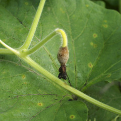 Gray mold on the buds of Cucurbitaceae - obrazy, fototapety, plakaty