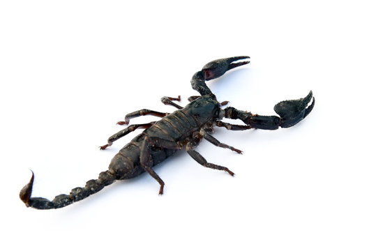 image of scorpion on a white background.