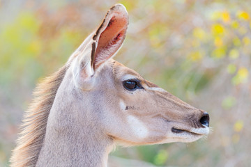 Obraz premium Cute elegant Kudu female head close up and portrait. Wildlife Safari in the Kruger National Park, the main travel destination in South Africa. Focused on eyes.
