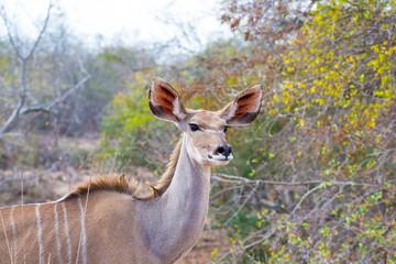 Cute elegant Kudu female head close up and portrait. Wildlife Safari in the Kruger National Park, the main travel destination in South Africa. Focused on eyes.