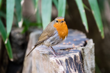 Robin