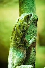 Green lizard on green