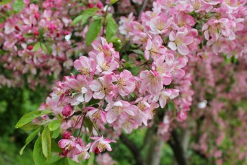 Beautiful tree branches with pink spring flowers