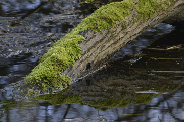 Baum im Teich
