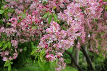 Fototapeta na wymiar Beautiful tree branches with pink spring flowers