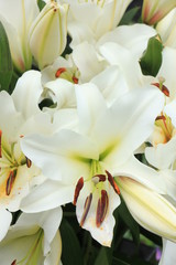 Big white lilies