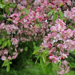 Beautiful tree branches with pink spring flowers