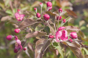 Flowering apple tree branch