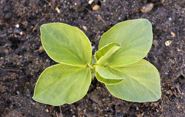 Broad bean