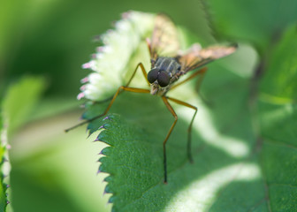 Snipe fly (Rhagio scolopaceus). Large compound eyes and slender orange legs of true fly in the family Rhagionidae