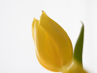 yellow tulip and white background