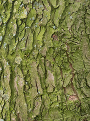 green bark from a leaf tree