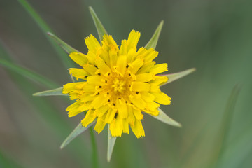Goat's-beard (Tragopogon pratensis) inflorescence. Plant in the daisy family (Asteraceae) with bright yellow flowerheads, long bracts and linear lanceolate leaves