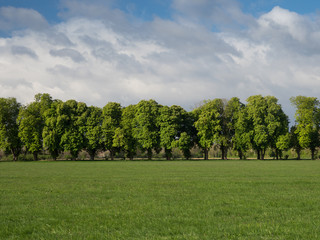 avenue of old trees in springtime