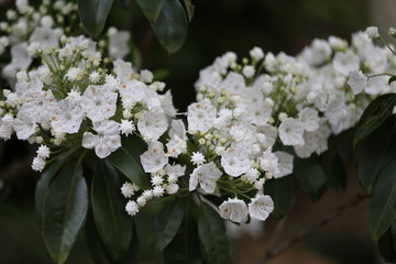 アメリカシャクナゲ　カルミア