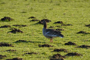 Wildgans in den Rieselfeldern