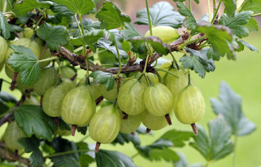 Gooseberries