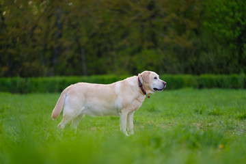 White color labrador reteiver walk and play on the grass in park