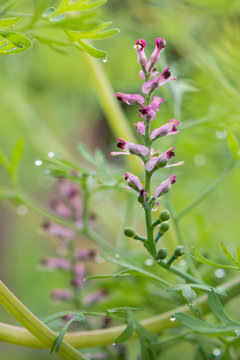 Common fumitory (Fumaria officinalis) plant in flower. A scrambling annual plant in the poppy family Fumariaceae with purple and white flowers