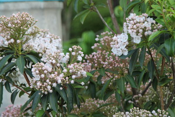 アメリカシャクナゲ　カルミア