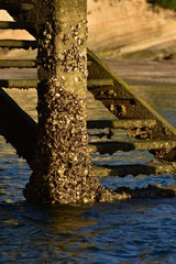 Old wooden wharf stairs next to concrete pillar densely covered with oyster shells.