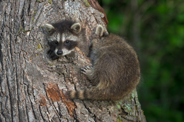 Young Raccoons (Procyon lotor) Try to Fit in Knothole