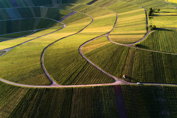 vineyards landscape on the hill from top with drone, dji