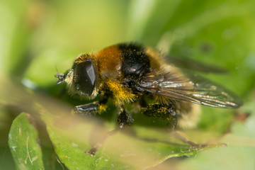 Narcissus Bulb Fly (Merodon equestris). Hairy bumblebee mimic in the family Syrphidae, subfamily Merodontini, aka large Narcissus Fly