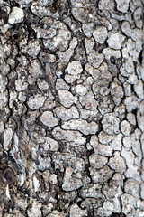 high contrast tree bark