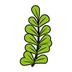 leaf or leaves icon image vector illustration design 