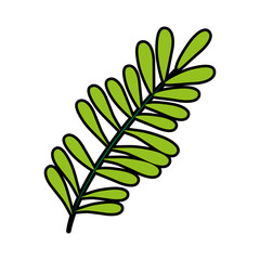 leaf or leaves icon image vector illustration design 