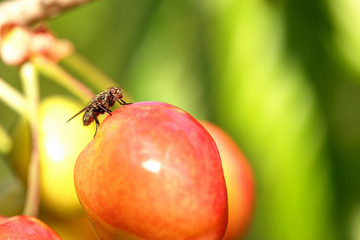 Mouche et cerise