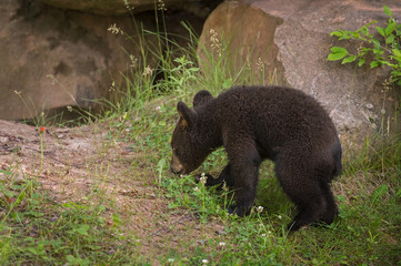Black Bear Cub (Ursus americanus) Walks Near Den © geoffkuchera