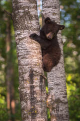 Black Bear (Ursus americanus) Cub Looks Down From Tree Trunk