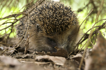 ЁЖИК ПОД ЁЛКОЙ. ЁЖИК В ТРАВЕ.
