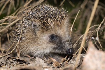 ЁЖИК ПОД ЁЛКОЙ. ЁЖИК В ТРАВЕ.
