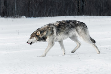 Fototapeta na wymiar Grey Wolf (Canis lupus) Stalks Left