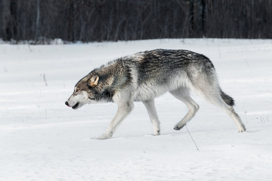 Grey Wolf (Canis lupus) Stalks Left