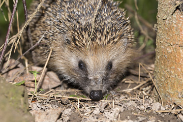 ЁЖИК ПОД ЁЛКОЙ. ЁЖИК В ТРАВЕ.
