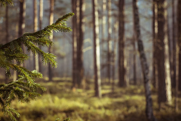 Forest fire. Clouds of heavy smoke in the forest