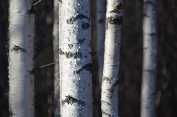 White birches trunks in the forest. Closeup.