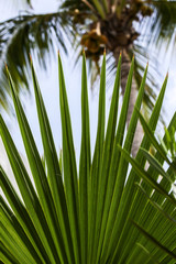 Tropical leaves view
