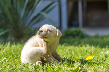 Golden retriever scratching his head © miroslavrc