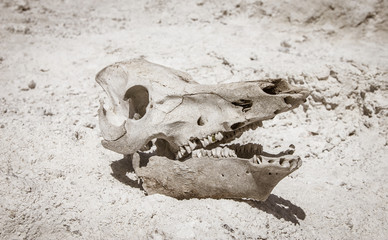 Cattle skull in the desert